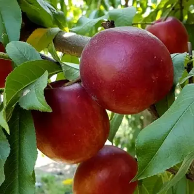 Нектарин ФАНТАЗИЯ в Витебске