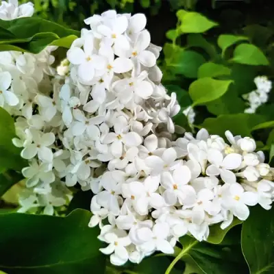 Сирень МАЛЕНЬКИЙ ПРИНЦ в Витебске