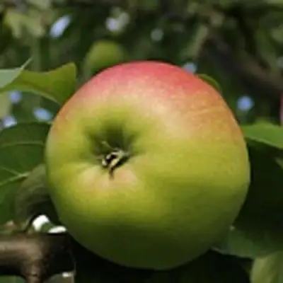 Яблоня СОКОЛОВСКОЕ стелющаяся в Витебске