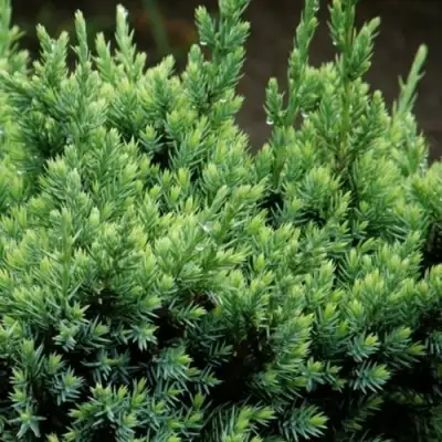 Можжевельник ХОЛГЕР чешуйчатый в Витебске