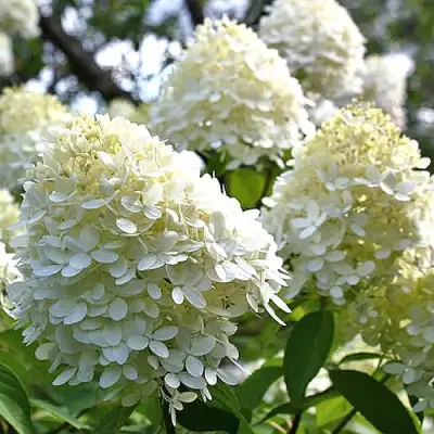 Гортензия БОМБШЕЛ метельчатая в Витебске