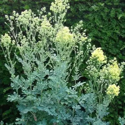 Василистник ГЛАУКУМ желтый в Витебске