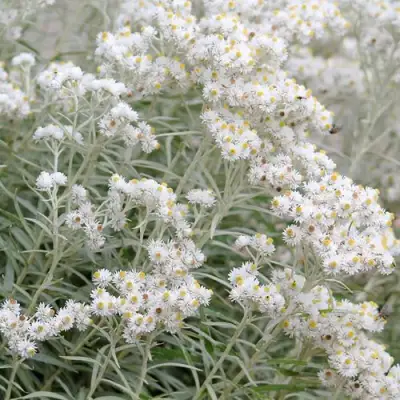 Анафалис ЖЕМЧУЖНЫЙ в Витебске