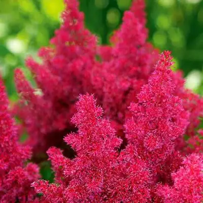 Астильба КОБЛЕНЦ японская в Витебске