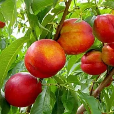 Нектарин ХАРБЛЕЙЗ в Витебске