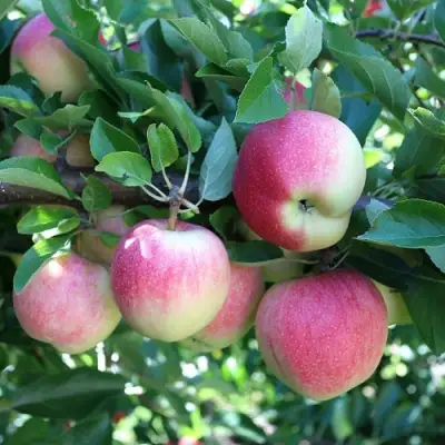 Яблоня ГРУШОВКА МОСКОВСКАЯ в Витебске