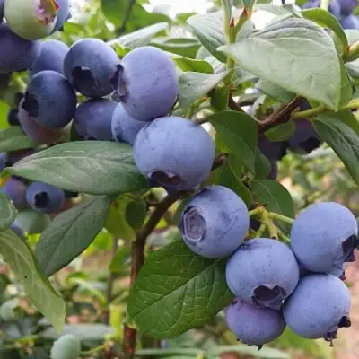 Голубика БЛЮГОЛД в Витебске