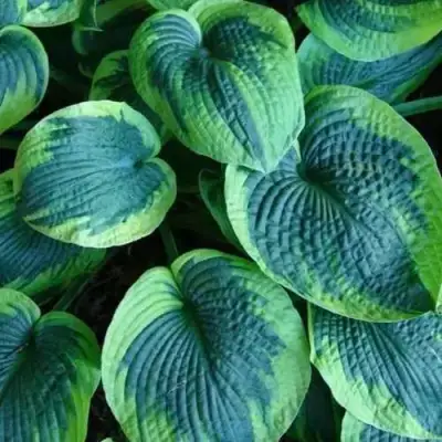 Хоста ТОКУДАМА ФЛАВОЦИРЦИНАЛИС гибридная в Витебске