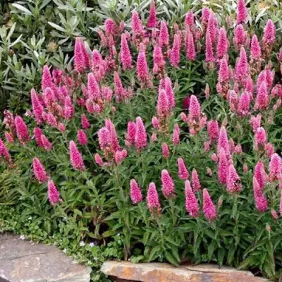 Вероника РОЗЕА колосковая в Витебске