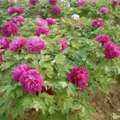 Пион КИТАЙСКИЙ ШЕЛК травянистый в Витебске