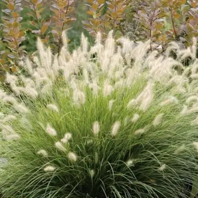 Пеннисетум ХАМЕЛН в Витебске