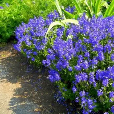 Вероника РОЯЛ БЛЮ большая в Витебске