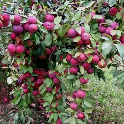Яблоня ФЛОРИНА в Витебске