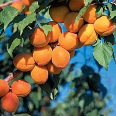 Абрикос ХАРКОТ в Витебске