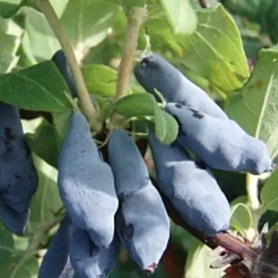 Жимолость съедобная НИМФА (ГАММА) в Витебске