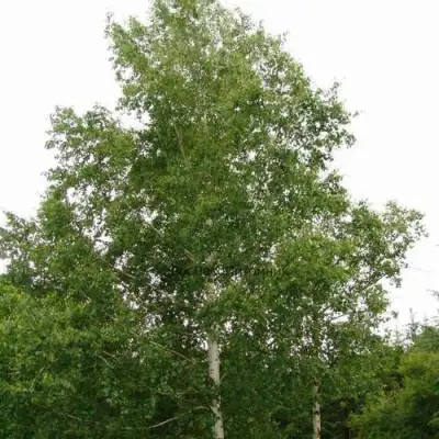 Береза бородавчатая в Витебске