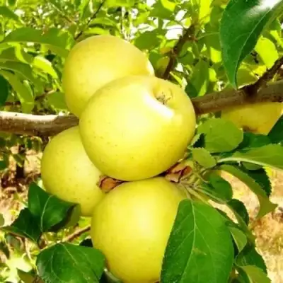 Яблоня ГОЛДЕН ДЕЛИШЕС в Витебске