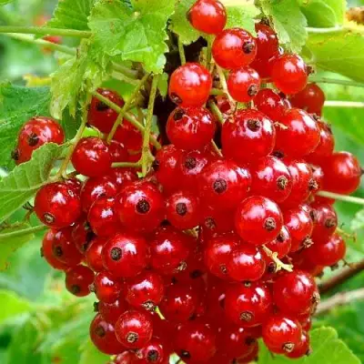 Смородина красная НЕНАГЛЯДНАЯ в Витебске