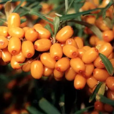 Облепиха ДАР МГУ в Витебске