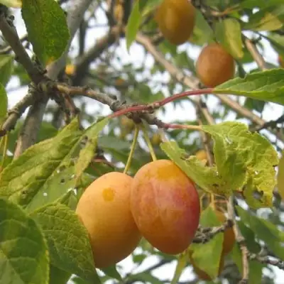 Слива НАТАША в Витебске