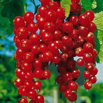 Смородина красная РОВАДА в Витебске