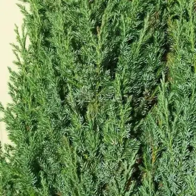 Можжевельник ХИБЕРНИКА обыкновенный  в Витебске