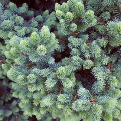 Ель ЭХИНИФОРМИС сизая в Витебске