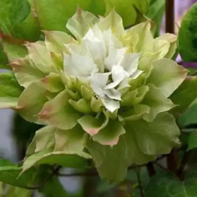 Клематис СЕН-НО-КЕЙЗ в Витебске