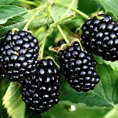 Ежевика ПРАЙМ АРК ТРЕВЕЛЕР ремонтантная  в Витебске