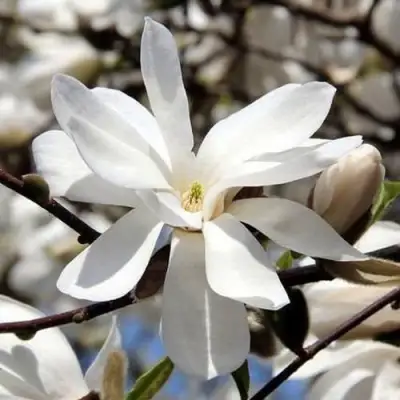 Магнолия ЛЕБНЕРА МЕРРИЛЛ в Витебске