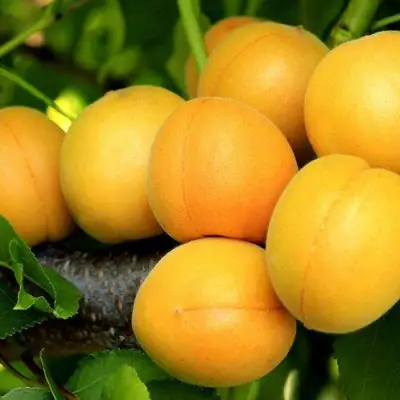 Абрикос ЦАРСКИЙ в Витебске