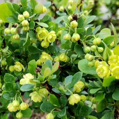 Барбарис КОБОЛЬД тунберга в Витебске