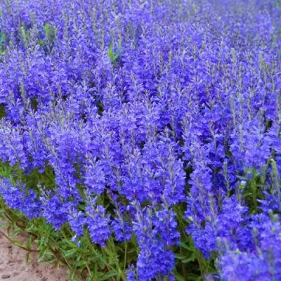 Вероника австрийская в Витебске