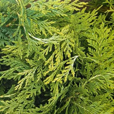 Кипарисовик САНКИСТ лавсона в Витебске