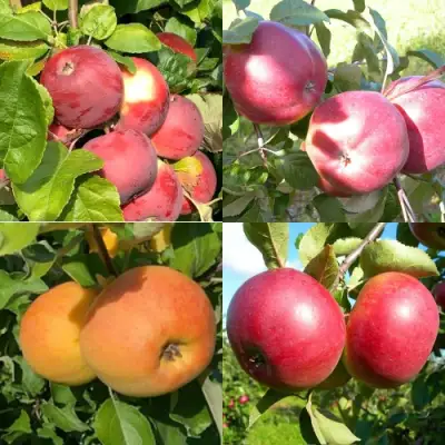 Комплект ЯБЛОНЕВЫЙ КВАРТЕТ в Витебске