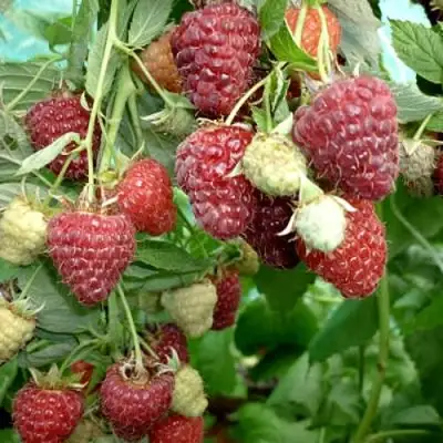 Малина ЖАР-ПТИЦА в Витебске