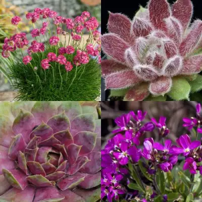 Комплект МИНИ САД в Витебске