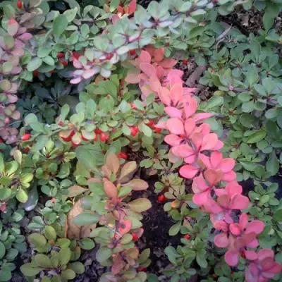 Барбарис ГРИН КАРПЕТ тунберга в Витебске