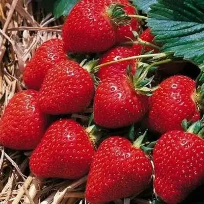 Клубника КИМБЕРЛИ в Витебске