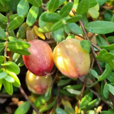 Клюква СТАНКОВИЧ в Витебске