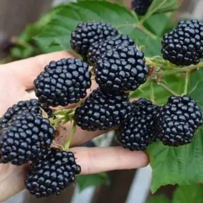 Ежевика ДЖАМБО бесшипная  в Витебске