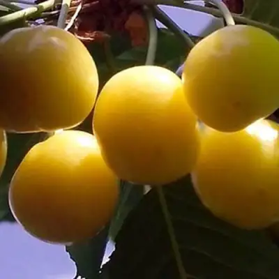 Черешня ЧЕРМАШНАЯ в Витебске