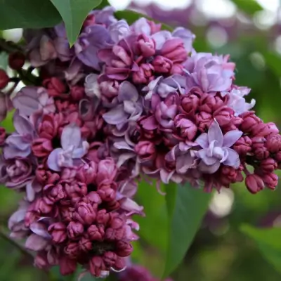 Сирень П.П.КОНЧАЛОВСКИЙ в Витебске