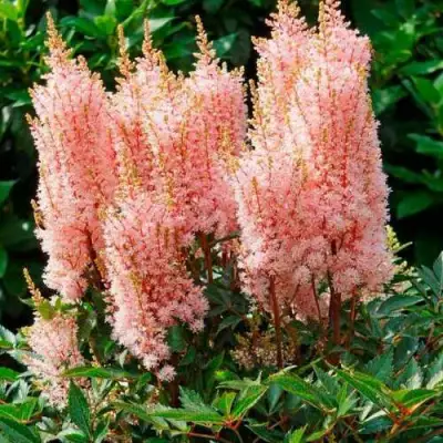 Астильба ЛУК ЭТ МИ японская в Витебске