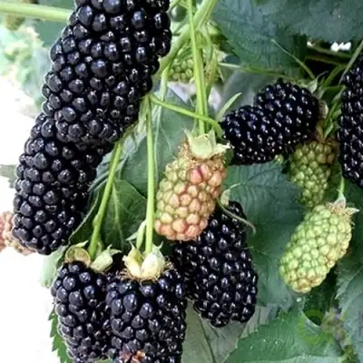 Ежевика ПРАЙМ АРК 45 ремонтантная   в Витебске