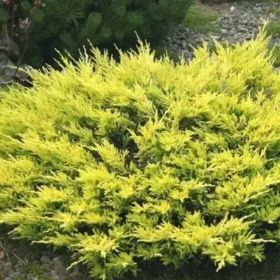 Можжевельник ЛАЙМ ГЛОУ горизонтальный  в Витебске