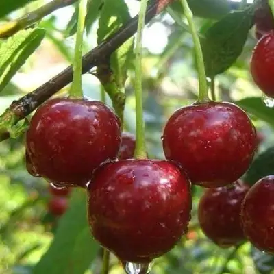 Вишня ВОЛОЧАЕВКА в Витебске