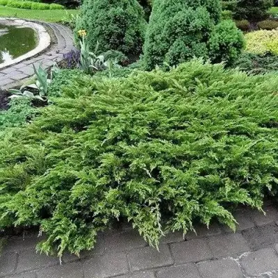 Можжевельник РОКЕРИ ДЖЕМ казацкий  в Витебске