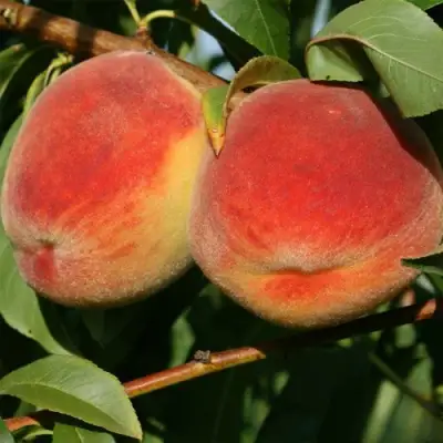 Персик МАРИЯ в Витебске