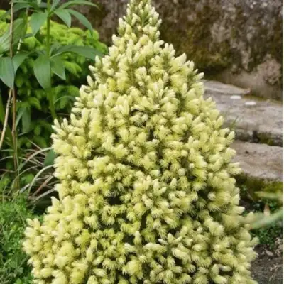 Ель МАЙГОЛД колючая в Витебске